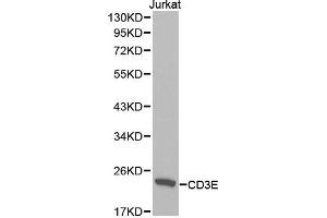 Western blot analysis of extracts of Jurkat cell lines, using CD3E antibody. (CD3 epsilon antibody  (AA 25-207))