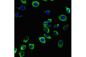 Immunofluorescent analysis of A549 cells using ABIN7163728 at a dilution of 1:100 and Alexa Fluor 488-congugated AffiniPure Goat Anti-Mouse IgG(H+L). (PODXL antibody)