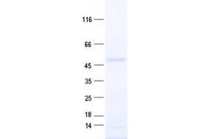 Validation with Western Blot (ABTB1 Protein (His tag))