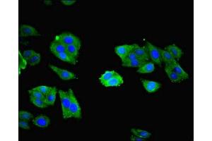 Immunofluorescent analysis of HepG2 cells using ABIN7161940 at dilution of 1:100 and Alexa Fluor 488-congugated AffiniPure Goat Anti-Rabbit IgG(H+L) (NXF5 antibody  (AA 1-200))