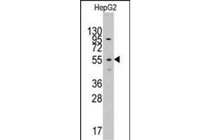 Western blot analysis of anti-L(N-term) Pab (ABIN391461 and ABIN2841436) in HepG2 cell line lysates (35 μg/lane). (LAP3 antibody  (N-Term))