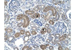 XTP3TPA antibody was used for immunohistochemistry at a concentration of 4-8 ug/ml to stain Epithelial cells of renal tubule (arrows) in Human Kidney. (DCTPP1 antibody  (Middle Region))