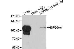 Immunoprecipitation analysis of 200ug extracts of HeLa cells using 1ug HSP90AA1 antibody (ABIN6292999). (HSP90AA1 antibody)