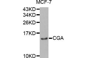 Western blot analysis of extracts of MCF-7 cell line, using CGA antibody. (CGA antibody  (AA 25-116))