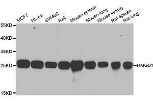 Western blot analysis of extracts of various cell lines, using HMGB1 antibody. (HMGB1 antibody  (AA 100-200))