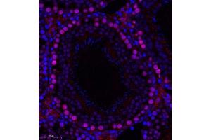 Immunofluorescence of paraffin embedded rat testis using PHF10 (ABIN7075029) at dilution of 1:650 (300x lens)