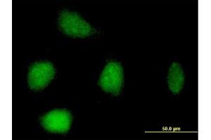 Immunofluorescence of purified MaxPab antibody to RFC3 on HeLa cell. (RFC3 antibody  (AA 1-356))