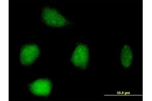 Immunofluorescence (IF) image for anti-Replication Factor C (Activator 1) 3, 38kDa (RFC3) (AA 1-356) antibody (ABIN519743)
