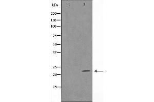 TNFSF13 antibody  (Internal Region)