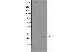 Western blot analysis on HeLa cell lysate using TALL-2 Antibody,The lane on the left is treated with the antigen-specific peptide. (TNFSF13 antibody  (Internal Region))