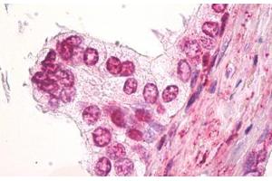 Anti-SS18 / SYT antibody IHC staining of human prostate. (SS18 antibody  (AA 1-50))
