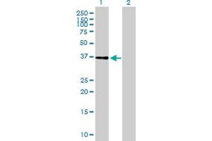 Western Blot analysis of NIF3L1 expression in transfected 293T cell line by NIF3L1 MaxPab polyclonal antibody. (NIF3L1 antibody  (AA 1-350))