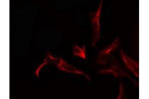ABIN6278485 staining  293 cells by IF/ICC. (Krs-1/2 antibody)