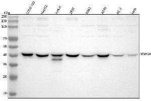 Western blot analysis of WWOX using anti-WWOX antibody (ABIN5693294). (WWOX antibody  (AA 1-245))