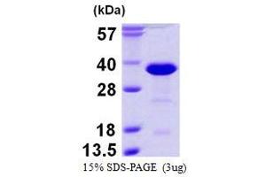 Image no. 1 for RAN Binding Protein 1 (RANBP1) protein (His tag) (ABIN1098236) (RANBP1 Protein (His tag))