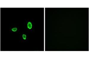 Immunofluorescence analysis of A549 cells, using OR10G7 Antibody. (OR10G7 antibody  (AA 234-283))