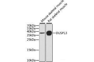 Western blot analysis of extracts of various cell lines using DUSP13 Polyclonal Antibody at dilution of 1:1000. (DUSP13 antibody)
