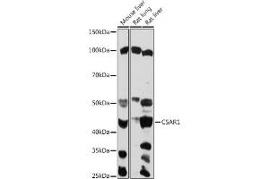 Western blot analysis of extracts of various cell lines, using C5 antibody (ABIN6127535, ABIN6137777, ABIN6137778 and ABIN6219037) at 1:1000 dilution. (C5AR1 antibody  (AA 250-350))