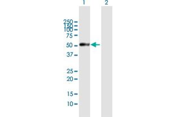 PRSS35 antibody  (AA 1-413)