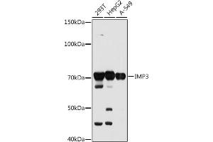 Western blot analysis of extracts of various cell lines, using IMP3 antibody (ABIN7267904) at 1:1000 dilution.