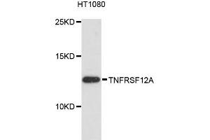 Western blot analysis of extracts of HT-1080 cells, using TNFRSF12A antibody. (TNFRSF12A antibody)