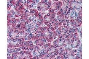 Anti-TEM1 antibody IHC of human pancreas. (CD248 antibody  (C-Term))