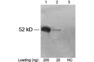 Lane 1-2: V5-tag fusion protein in Hela cell lysate (~52 kD) Lane 3: Negative Hela cell lysate Primary antibody: 1 µg/mL Rabbit Anti-V5-tag [HRP] Polyclonal Antibody (ABIN398544) The signal was developed with LumiSensorTM HRP Substrate Kit (ABIN769939) (V5 Epitope Tag antibody  (HRP))