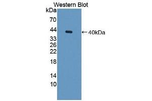 Detection of Recombinant GAL8, Mouse using Polyclonal Antibody to Galectin 8 (GAL8) (LGALS8 antibody  (AA 1-316))