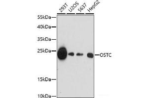 Western blot analysis of extracts of various cell lines using OSTC Polyclonal Antibody at dilution of 1:1000.