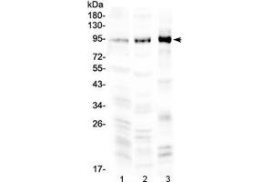Western blot testing of 1) rat brain, 2) mouse brain and 3) human COLO 320 lysate with NPAS2 antibody at 0. (NPAS2 antibody)