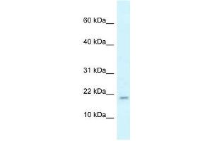 Western Blot showing Rbm3 antibody used at a concentration of 1. (RBM3 antibody  (N-Term))