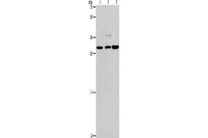 Western Blotting (WB) image for anti-V-Crk Sarcoma Virus CT10 Oncogene Homolog (Avian)-Like (CRKL) antibody (ABIN2432886) (CrkL antibody)