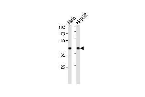 Western blot analysis in Hela,HepG2 cell line lysates (35ug/lane). (LRPAP1 antibody  (C-Term))