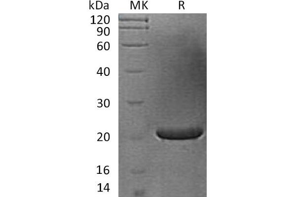 FGF17 Protein