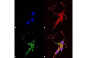 Immunocytochemistry/Immunofluorescence analysis using Mouse Anti-VGLUT3 Monoclonal Antibody, Clone S34-34 (ABIN2483793). (SLC17A8 antibody  (AA 546-588) (APC))