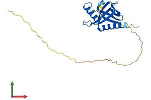 AlphaFold protein structure predicition of Human Recombinant ITGB1BP1 Protein, UniprotID O14713