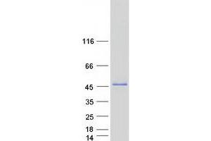 Validation with Western Blot (PUS1 Protein (Transcript Variant 2) (Myc-DYKDDDDK Tag))