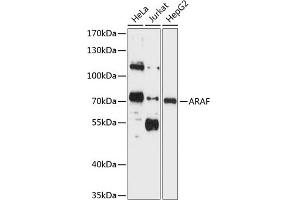 Western blot analysis of extracts of various cell lines, using ARAF antibody (ABIN1678493, ABIN3015104, ABIN3015105 and ABIN6213650) at 1:1000 dilution. (ARAF antibody  (AA 371-606))