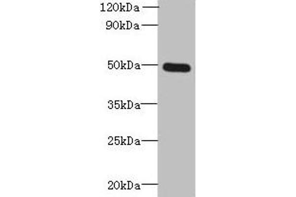 TTYH1 antibody  (AA 50-178)