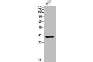 Western blot analysis of COS7 using ASAH3L antibody. (ACER2 antibody  (Internal Region))