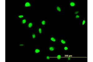 Immunofluorescence (IF) image for anti-Fas (TNFRSF6) Associated Factor 1 (FAF1) (AA 1-650) antibody (ABIN524532)