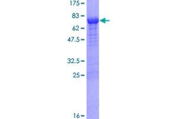 Thymidine Phosphorylase Protein (TYMP) (AA 1-482) (GST tag)