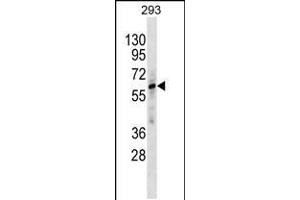 Western blot analysis in 293 cell line lysates (35ug/lane). (ZNF775 antibody  (C-Term))