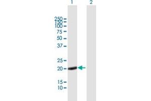Western Blot analysis of CAPS expression in transfected 293T cell line by CAPS MaxPab polyclonal antibody.