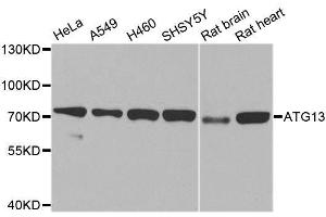 Western blot analysis of extracts of various cell lines, using ATG13 antibody. (ATG13 antibody  (AA 281-480))