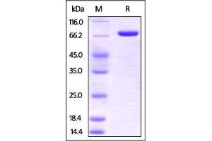 SDS-PAGE (SDS) image for Poliovirus Receptor-Related 2 (Herpesvirus Entry Mediator B) (PVRL2) (AA 32-360) (Active) protein (Fc Tag) (ABIN4949134)