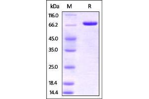 Human Nectin-2, Fc Tag on SDS-PAGE under reducing (R) condition. (PVRL2 Protein (AA 32-360) (Fc Tag))