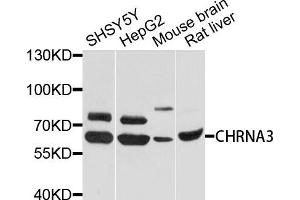 Western blot analysis of extracts of various cells, using CHRNA3 antibody. (CHRNA3 antibody)