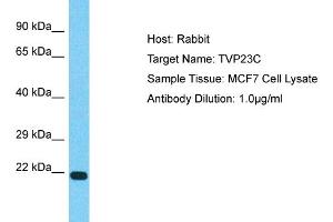 Host: Rabbit Target Name: TVP23C Sample Type: MCF7 Whole Cell lysates Antibody Dilution: 1. (TVP23C/FAM18B2 antibody  (Middle Region))