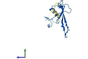 AlphaFold protein structure predicition of Mouse Recombinant Mrpl23 Protein, UniprotID O35972 (MRPL23 Protein (AA 1-146) (His tag))